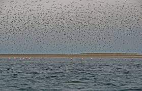 Lire la suite à propos de l’article Mauritanie : Changements à long terme dans les herbes marines et le benthos du Banc d&rsquo;Arguin, Mauritanie, le premier système intertidal le long de la voie de migration de l&rsquo;Atlantique Est