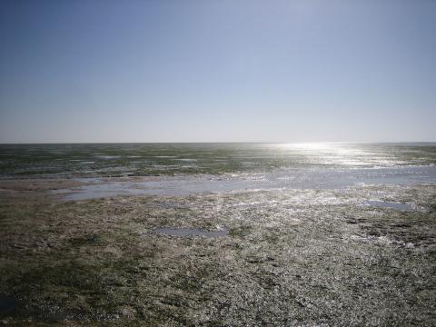 Lire la suite à propos de l’article Appel à projets pour la conservation des herbiers en Afrique de l&rsquo;Ouest