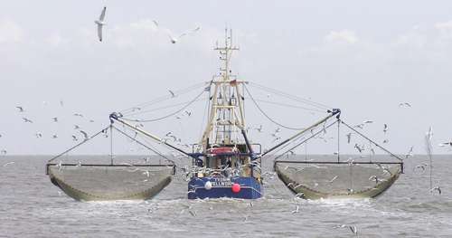 Lire la suite à propos de l’article Pays victime d’une extrême pauvreté, la Guinée se fait piller ses eaux par les chalutiers chinois