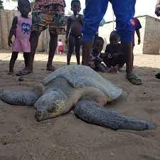 Lire la suite à propos de l’article 2020 : une année record pour les partenaires du STM dans tous les pays durant la saison de reproduction